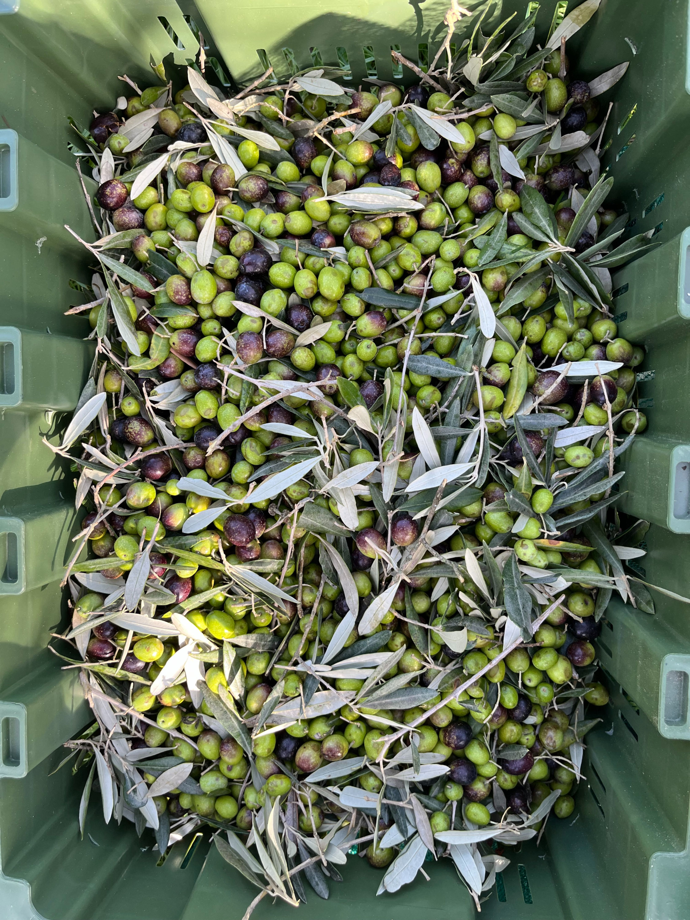 5 Litre Jumbo tin of Tramonto oil