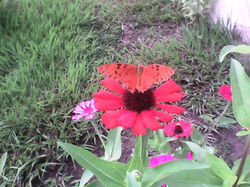 Mariposa