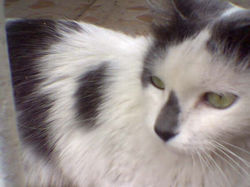 Gata Angora