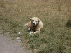 Perro Muchuchíes