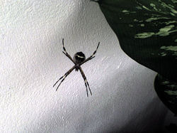 Araña de Cruz