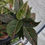 Thumbnail: Aglaonema P12