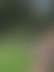 Autumn and winter pot planting ideas for every space