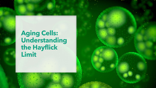 The Hayflick Limit, Telomeres, and Apoptosis: Key Concepts in Cellular Aging