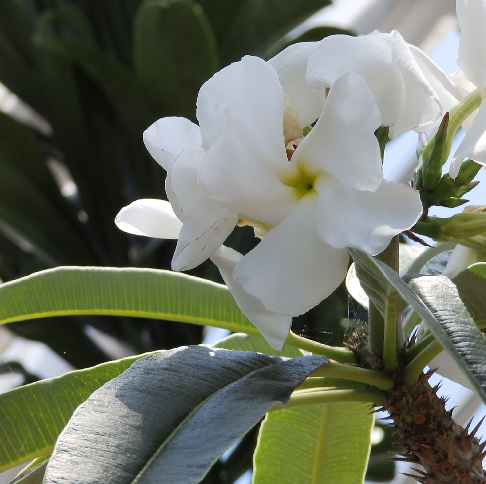 beautiful flower bloom
