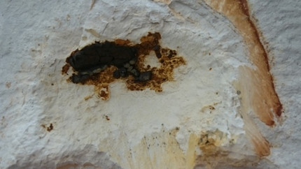 Meteoriten-Relikt vom Steinheimer Becken entdeckt