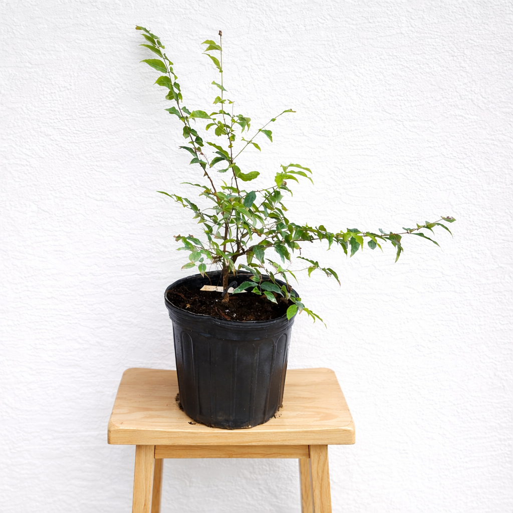 Plinia coronata var. Restinga 