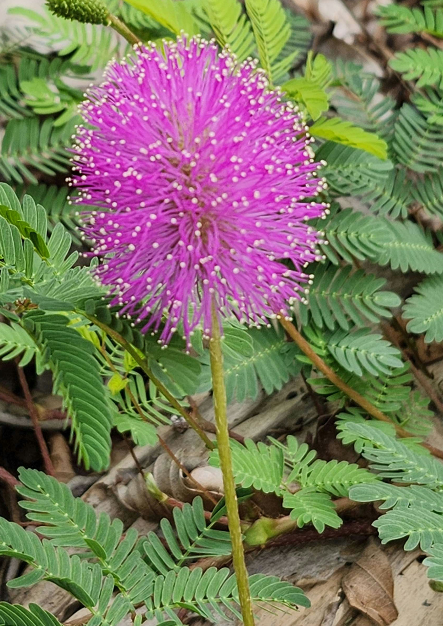 Sunshine mimosa (Mimosa strigillosa)
