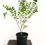 Thumbnail: Zill's Dark Suriname Cherry seedling 