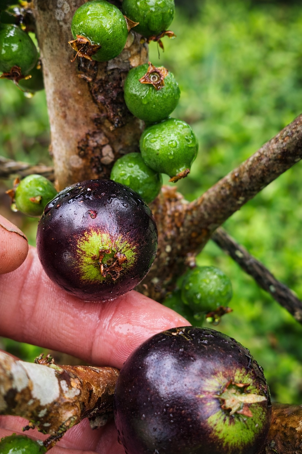 Thumbnail: Grimal Jaboticaba "Plinia sp. Peluda de Alagoas ", 10 Seeds