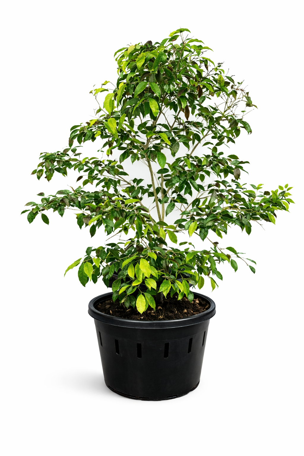 Eugenia candolleana (Rainforest Plum),