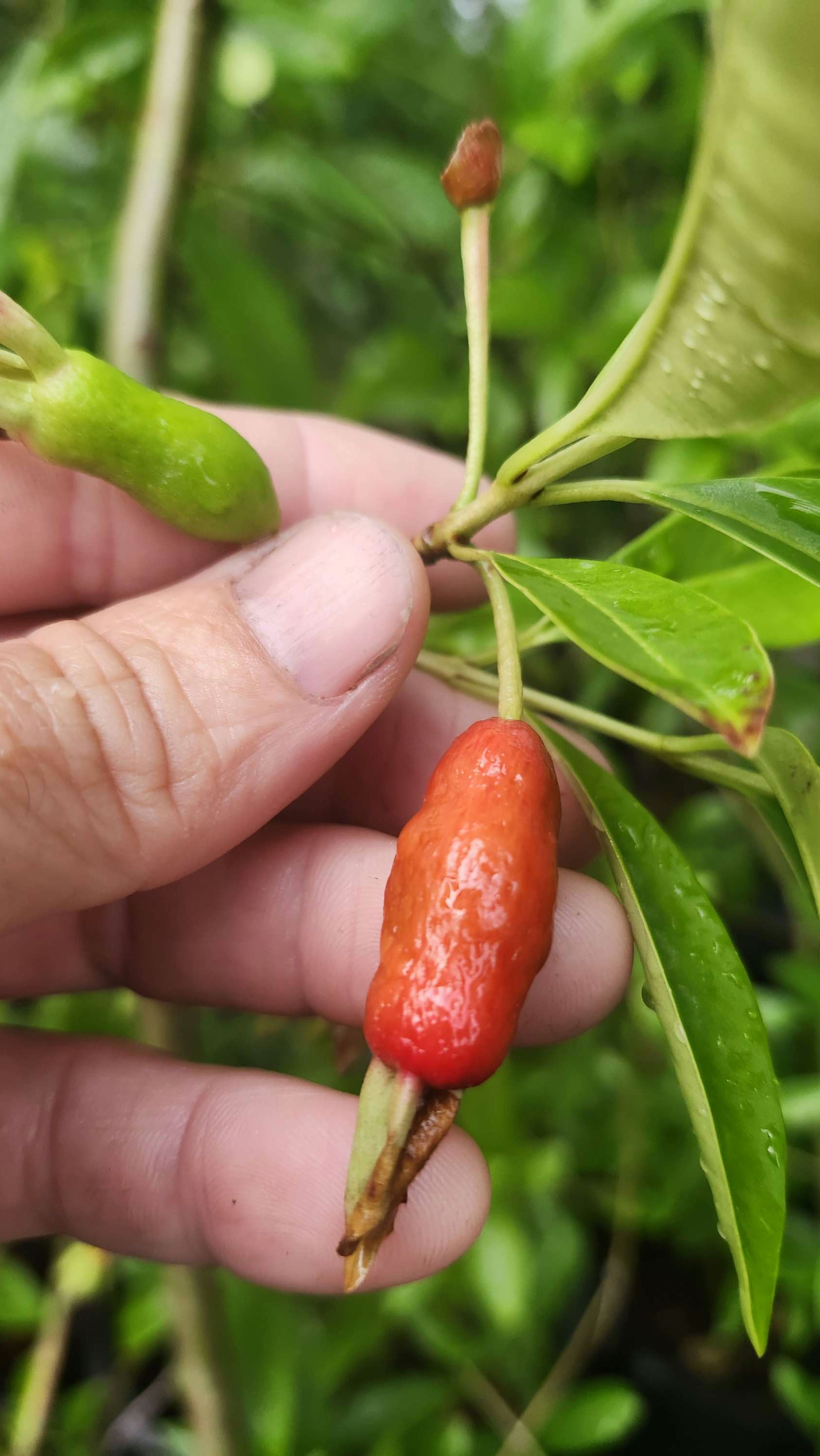 Eugenia calycina