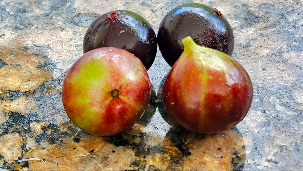 Thumbnail: Escarlate" Jaboticaba 10 seeds