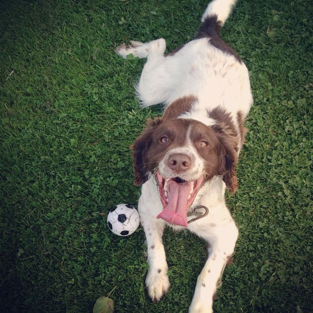 Its a hard life for a dog