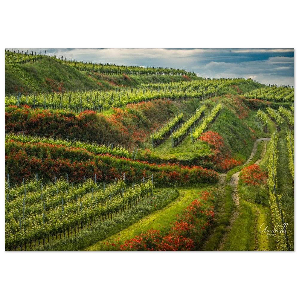 Aluminiumdruck Weinberg mit Mohn