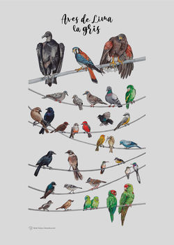POSTER AVES DE LIMA LA GRIS