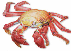 crab