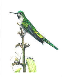colibri