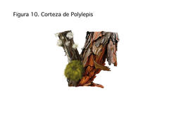 PROYECTO POLYLEPIS