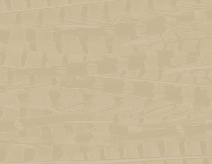 background.jpg