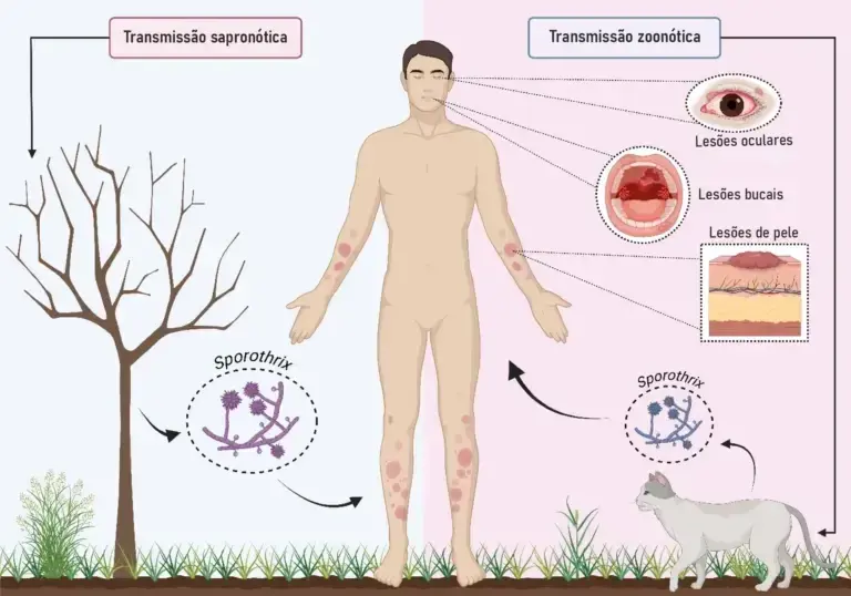 A esporotricose é transmitida, principalmente, por arranhões e mordidas de gatos infectados (Foto: Jornal da USP)