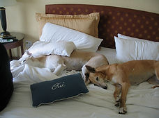Dog training in Lubbock, Amarillo, Plainview, Canyon