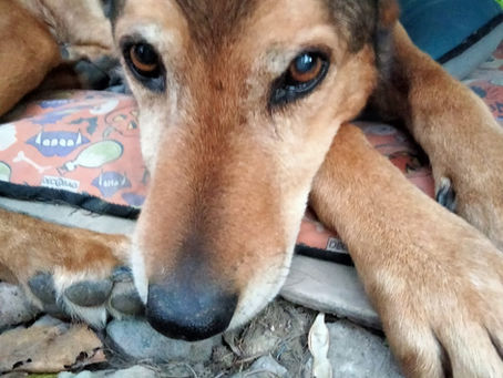 Arthrose généralisée chez une chienne âgée