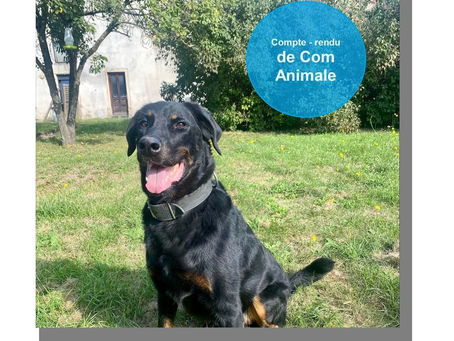 Compte-rendu de Communication Animale