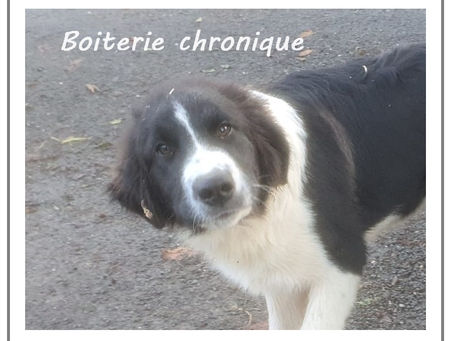Boiterie chronique