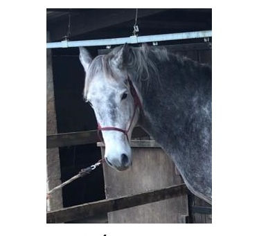 Douleur du postérieur