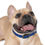 Thumbnail: Collier pour chien bleu - La Nouvelle Arche 