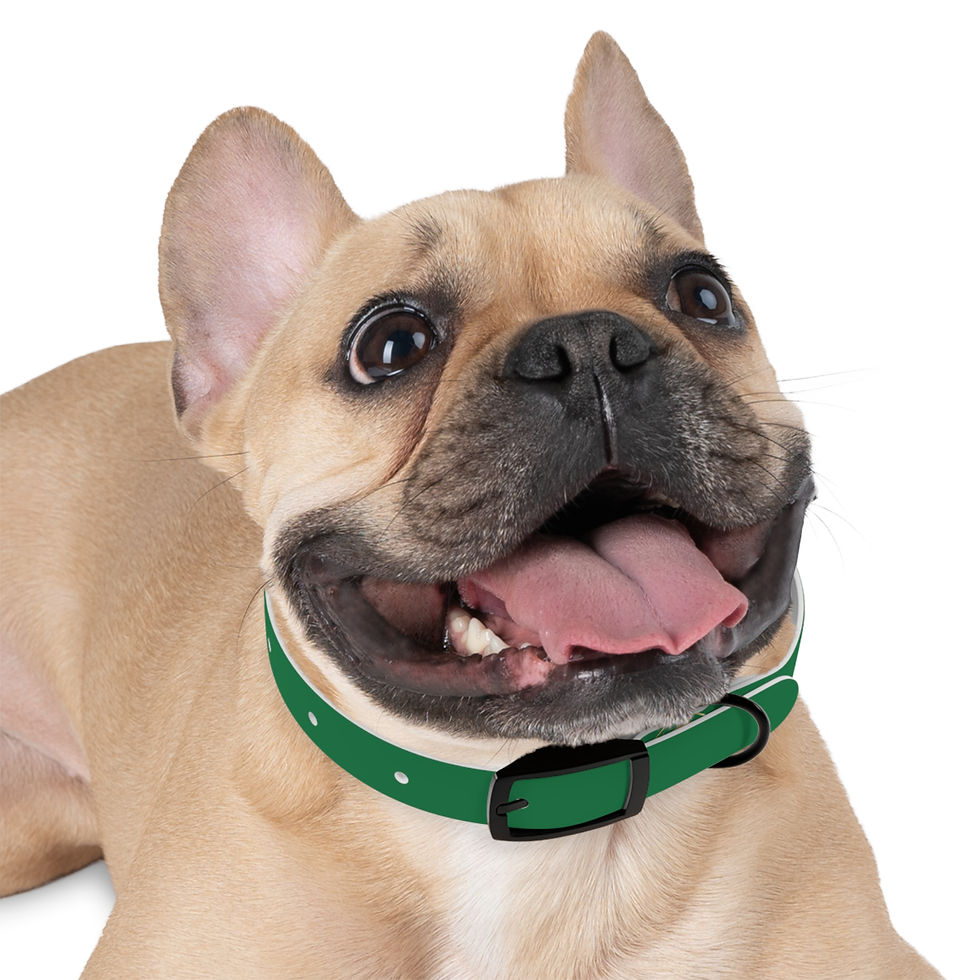 Thumbnail:  Collier pour chien vert - La Nouvelle Arche 