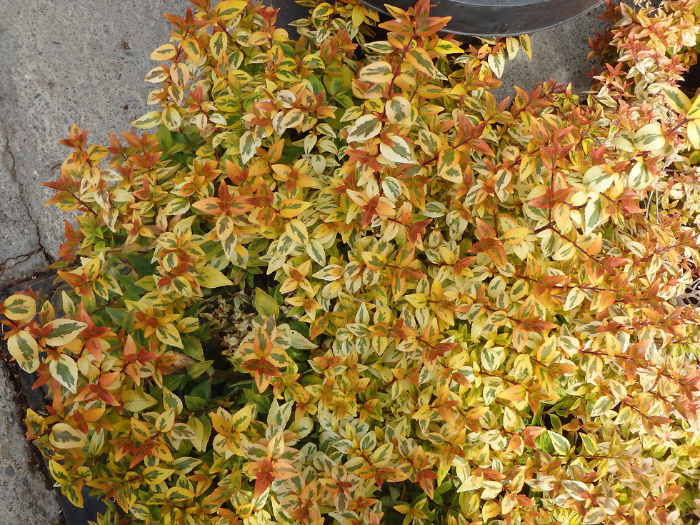 Abelia x grandiflora
