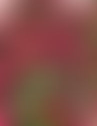 De Toscana a América: esplendor internacional de rosas en De Opstal.