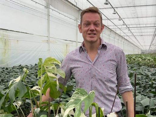 Rare Monstera variety that blows your plant-lover mind!