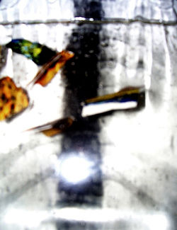Spine