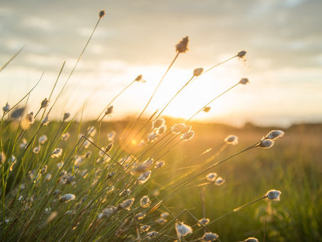 Spotlight on the Eco-Immersive Hospitality Industry