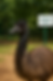 emu.png