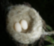 Chlorostilbon mellisugus, nest , eggs