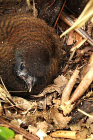 Jocotoco Antpitta , chick in nest