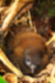 Jocotoco Antpitta , chick in nest