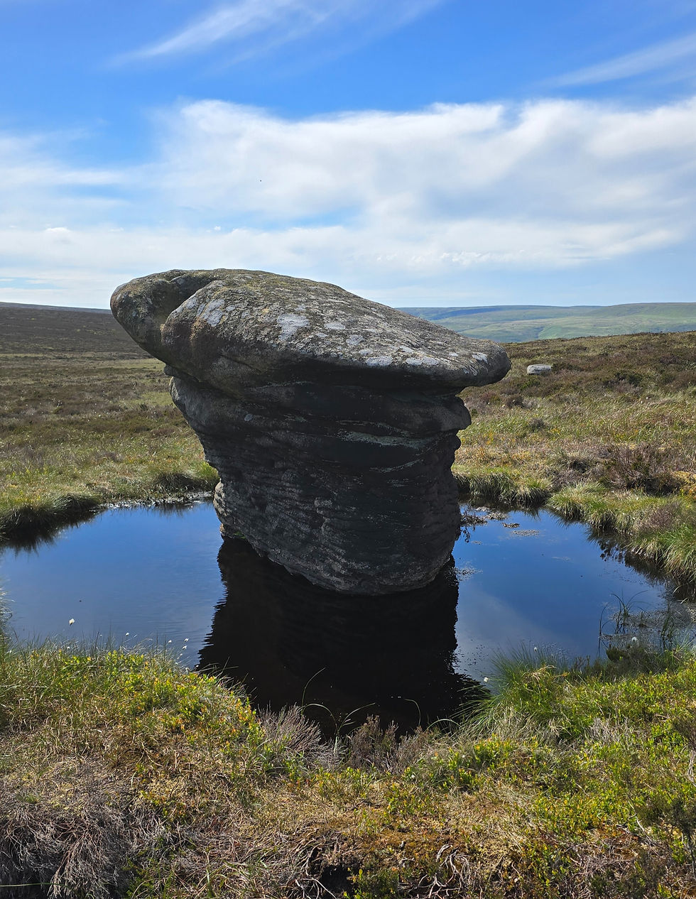 Featherbed Moss and mushroom stone