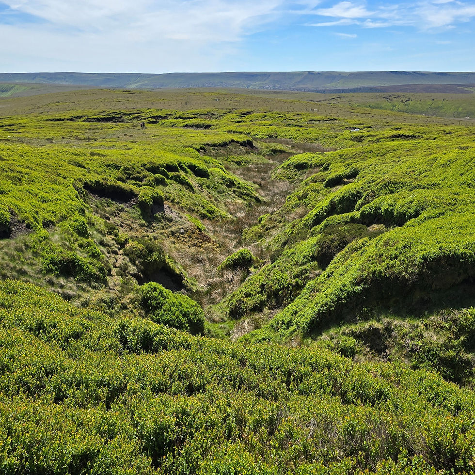 Westend Head (The Ridge) and the bilberry groughs. Just before reaching Bleaklow Stones.