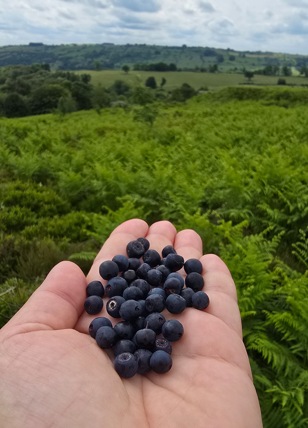 Ripe bilberries in June on Stanton Moor. Powerful natural anti-oxidants.