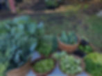 Veggies_edited.jpg