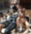 Krista one of our volunteers stroking the dogs