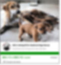 Giving Tuesday Fundraiser poster of mum and puppies