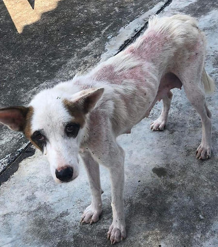 stray skinny dog