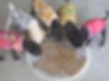 five little puppies eating wearing coats