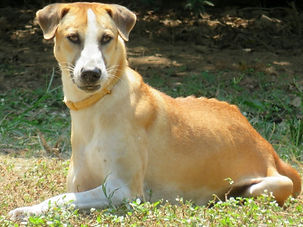 Sponsor a dog